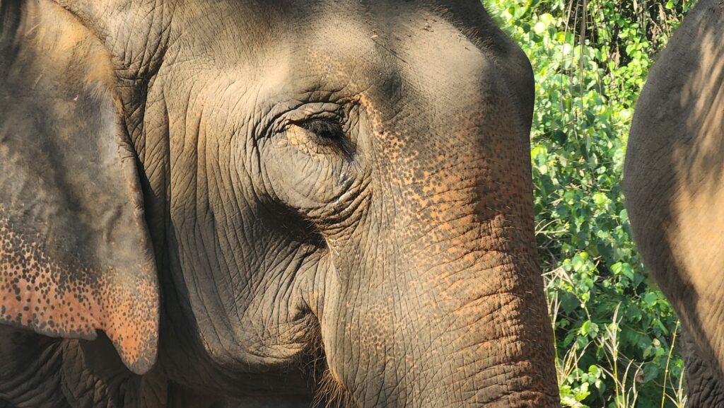 Elephant Thaïlande Adventai