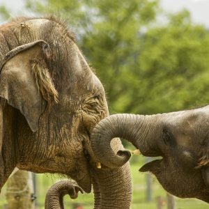 baby-elephant-5126326_1280